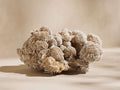 Large sandy Desert Rose mineral cluster with intricate, rose-like formations on a light beige surface.