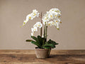 Realistic white phalaenopsis orchid in rustic terra cotta pot, on a weathered wooden surface against a beige wall.