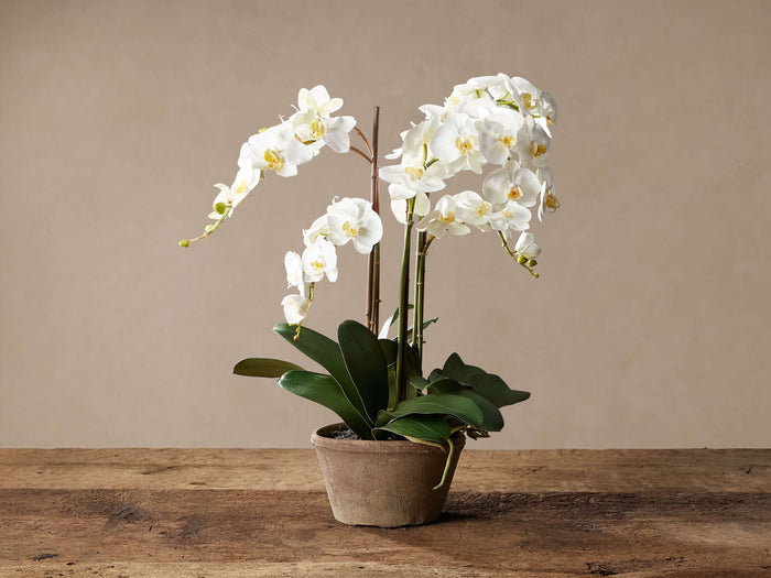Realistic white phalaenopsis orchid in rustic terra cotta pot, on a weathered wooden surface against a beige wall.