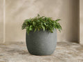 Dark gray Ojai Ribbed Outdoor Planter, rounded with horizontal ridges, containing a lush green fern, on stone pavers.